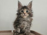 À réserver, 3 chatons Maine Coon (LOOF)
