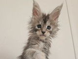 À réserver, 3 chatons Maine Coon (LOOF)