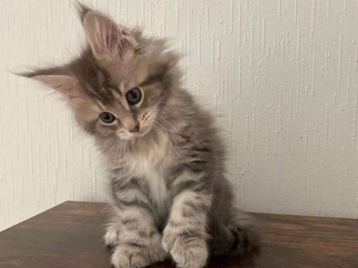 Chaton femelle Maine Coon LOOF polydactyle Blue Silver à vendre