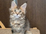 À réserver, 5 chatons Maine Coon (LOOF)