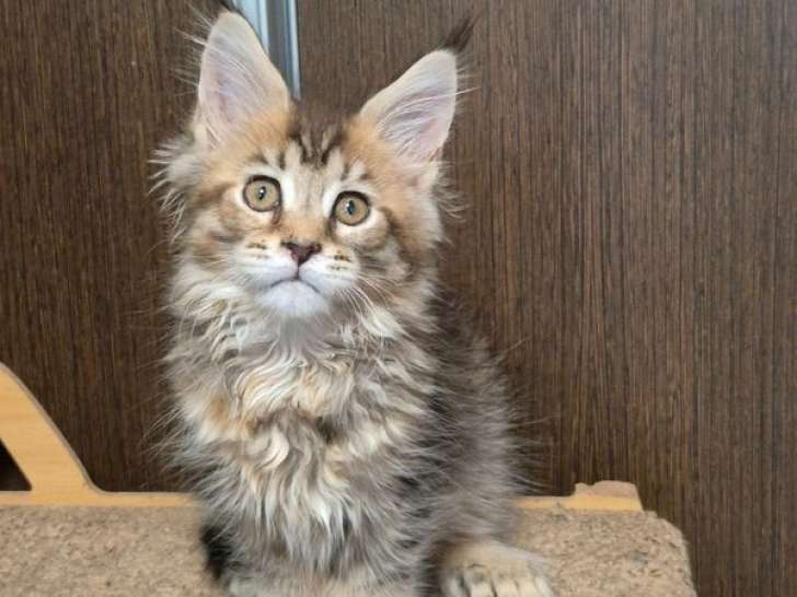 À réserver, 5 chatons Maine Coon (LOOF)