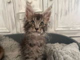 À réserver, 5 chatons Maine Coon (LOOF)