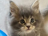 Chatonne Maine Coon LOOF blue ticked tabby à réserver
