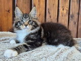 Chaton mâle Maine Coon LOOF à réserver