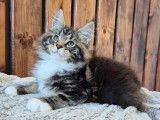 Chaton mâle Maine Coon LOOF à réserver