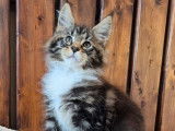 Chaton mâle Maine Coon LOOF à réserver