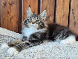 Chaton mâle Maine Coon LOOF à réserver