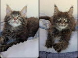 À vendre, des chatons Maine Coon (non LOOF)