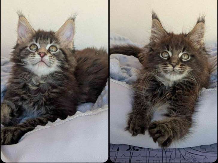 À vendre, des chatons Maine Coon (non LOOF)