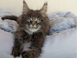 À vendre, des chatons Maine Coon (non LOOF)