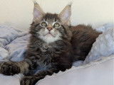 À vendre, des chatons Maine Coon (non LOOF)