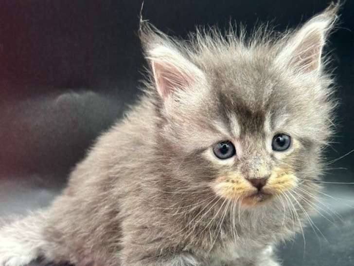 À réserver, 2 chatons femelles Maine Coon LOOF