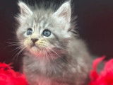 À réserver, 2 chatons femelles Maine Coon LOOF
