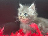 À réserver, 2 chatons femelles Maine Coon LOOF