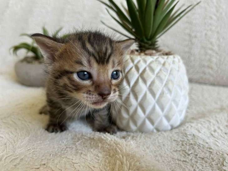 À vendre, chaton et reproducteurs adultes Toyger (LOOF)