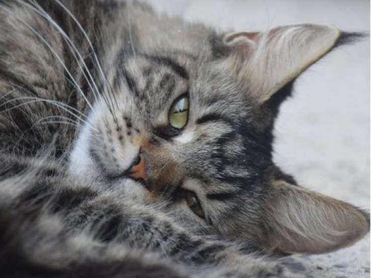 Chat femelle adulte Maine Coon polydactyle à vendre (LOOF)