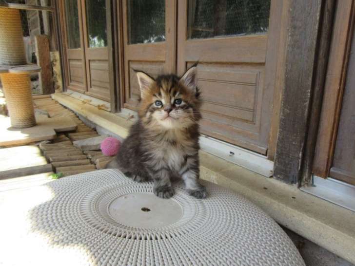 4 chatonnes Maine Coons disponibles à la vente (LOOF)