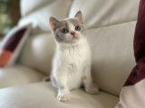 À vendre, chaton femelle British Shorthair (LOOF)