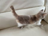 À vendre, chaton femelle British Shorthair (LOOF)