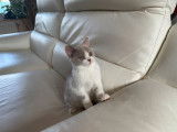 À vendre, chaton femelle British Shorthair (LOOF)