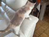 À vendre, chaton femelle British Shorthair (LOOF)