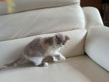 À vendre, chaton femelle British Shorthair (LOOF)