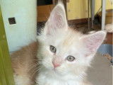 À réserver, chaton mâle Maine Coon (LOOF)