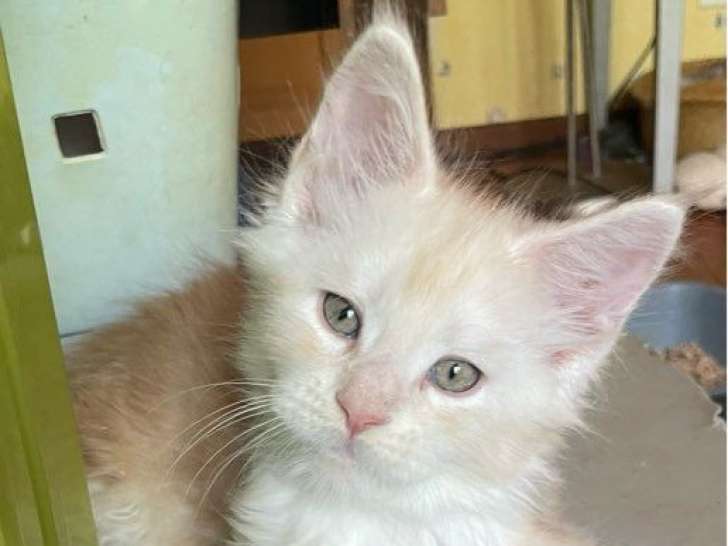 À réserver, chaton mâle Maine Coon (LOOF)