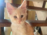 À réserver, chaton mâle Maine Coon (LOOF)