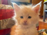 À réserver, chaton mâle Maine Coon (LOOF)