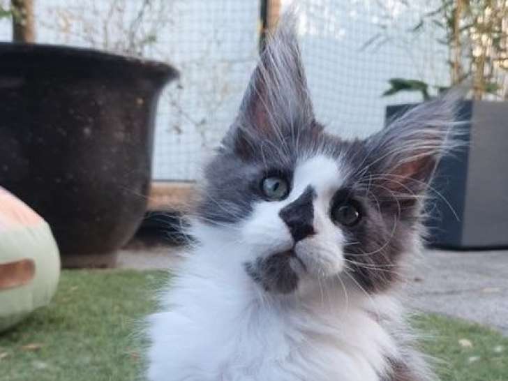 À réserver, 4 chatons Maine Coon (LOOF)