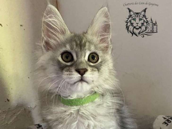5 chatons Maine Coon LOOF à réserver