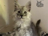 5 chatons Maine Coon LOOF à réserver