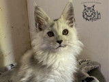 5 chatons Maine Coon LOOF à réserver