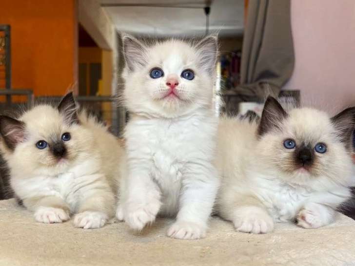 À réserver, 3 chatons Ragdoll (LOOF)