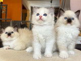 À réserver, 3 chatons Ragdoll (LOOF)