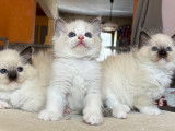 À réserver, 3 chatons Ragdoll (LOOF)