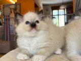 À réserver, 3 chatons Ragdoll (LOOF)