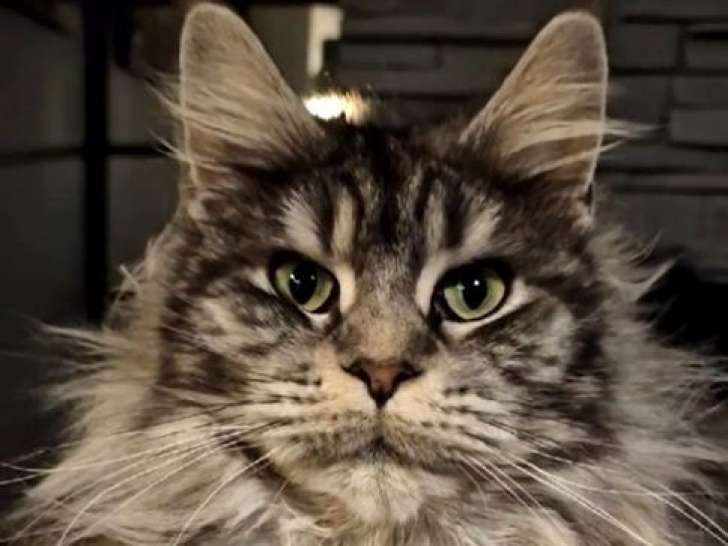À vendre, 2 chats femelles Maine Coon adultes (LOOF)