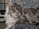 À vendre, 2 chats femelles Maine Coon adultes (LOOF)