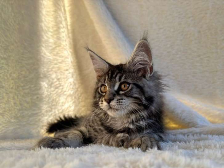 1 chaton femelle Maine Coon LOOF à réserver