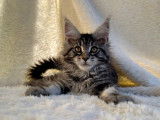 1 chaton femelle Maine Coon LOOF à réserver