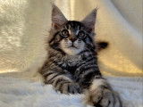 1 chaton femelle Maine Coon LOOF à réserver
