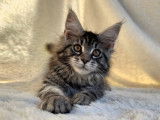 1 chaton femelle Maine Coon LOOF à réserver