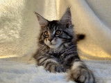 1 chaton femelle Maine Coon LOOF à réserver
