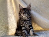1 chaton femelle Maine Coon LOOF à réserver