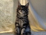 1 chaton femelle Maine Coon LOOF à réserver