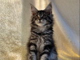 1 chaton femelle Maine Coon LOOF à réserver