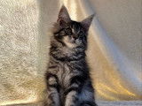 1 chaton femelle Maine Coon LOOF à réserver