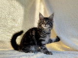 1 chaton femelle Maine Coon LOOF à réserver